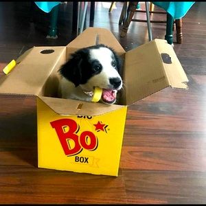 Meet your Posher, Susie